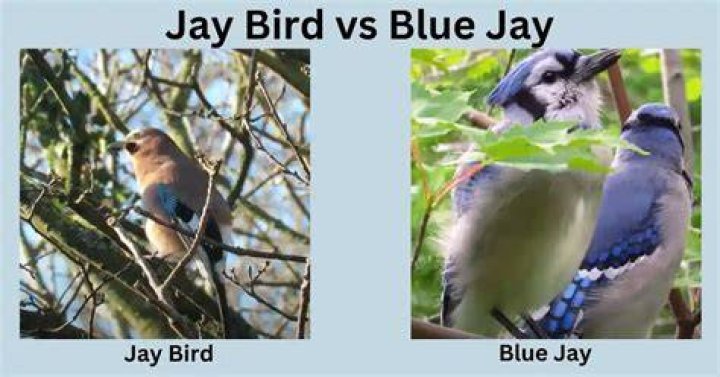 jay