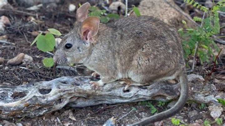 Pack rat