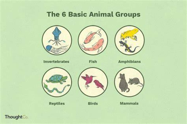 Two groups of animals are looking at each other in Ice Age.