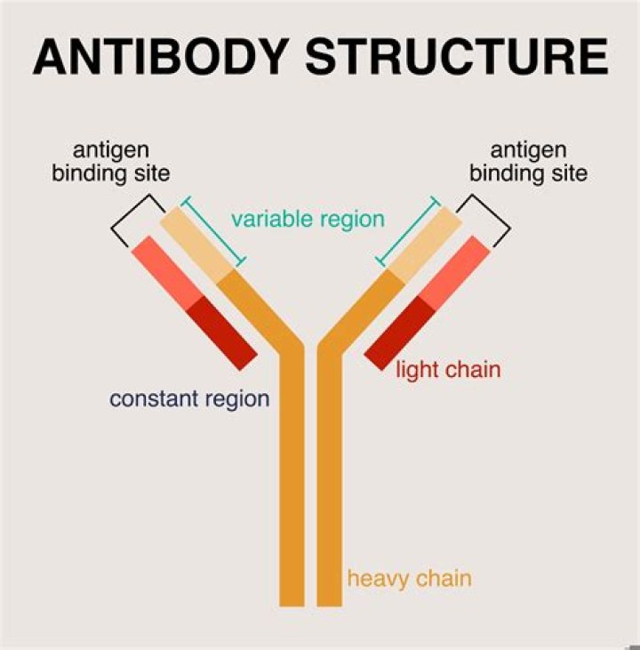 Up the Antibodies Commercial: Drawing from Personal Experience