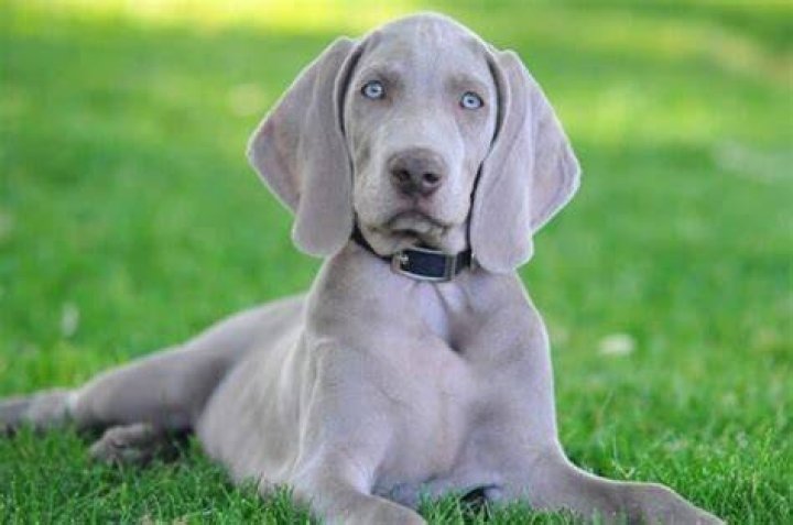 What is the GREY dog from Lady and the Tramp?